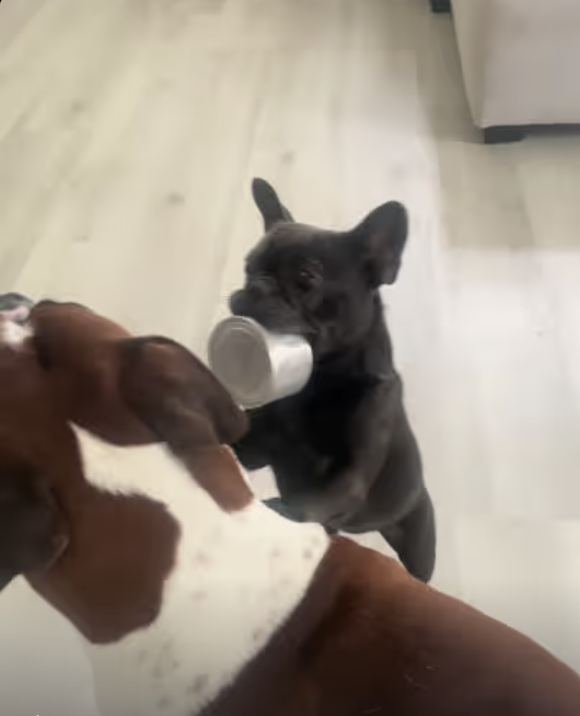 Frenchie Scores a Can of Cat Food !!!